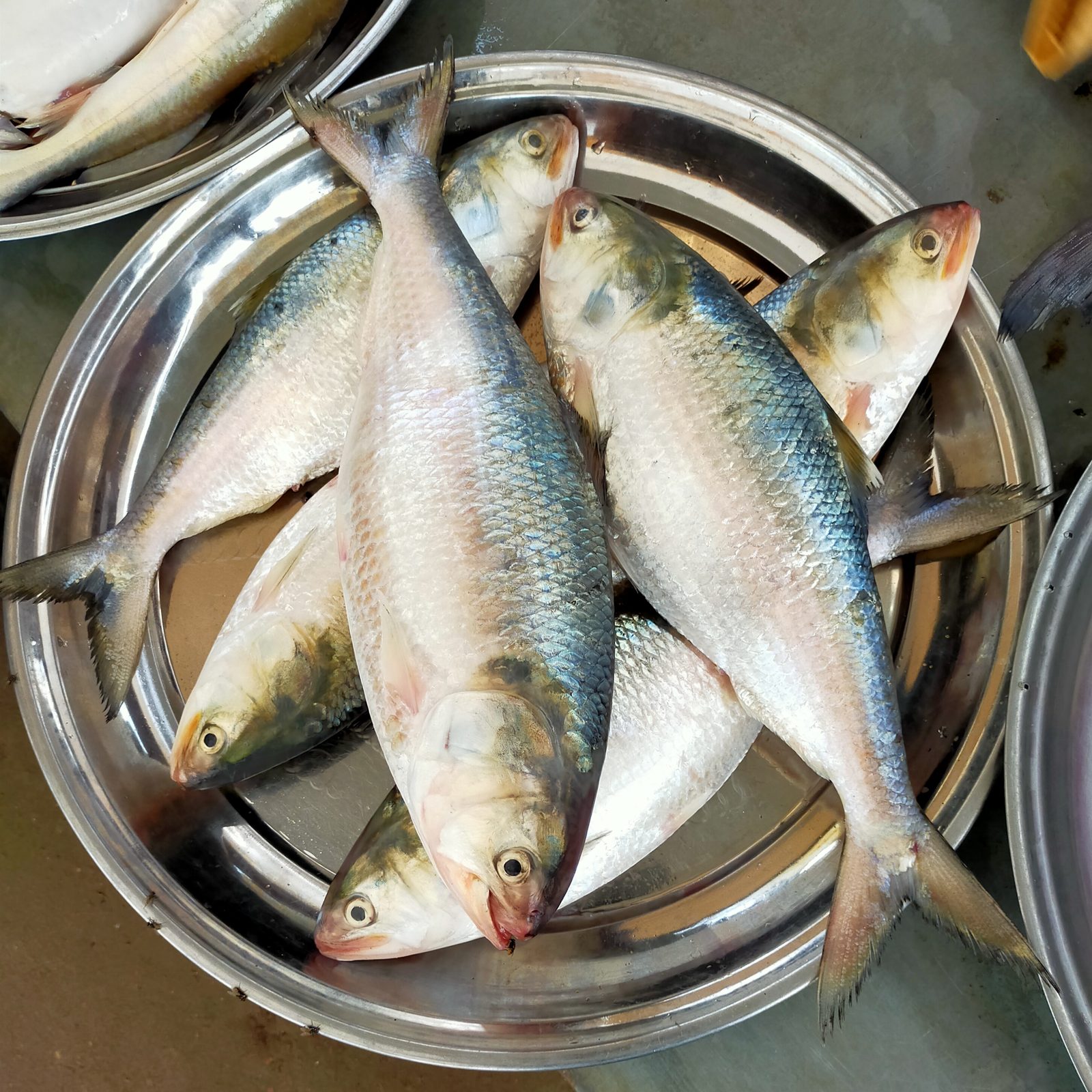 সোনারগাঁয়ের বোইদ্দার বাজারে ইলিশ বিক্রির ফাইল ছবি। ছবিটি পাবনার ঘটনার নয়।